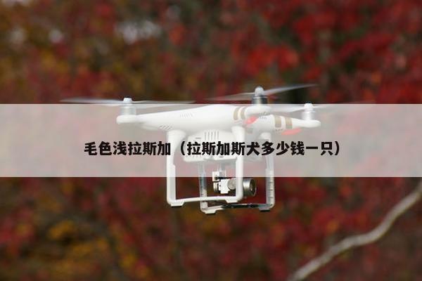 毛色浅拉斯加（拉斯加斯犬多少钱一只）