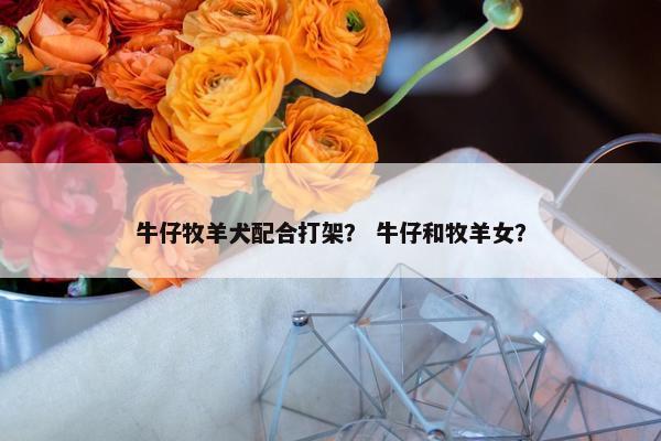 牛仔牧羊犬配合打架？ 牛仔和牧羊女？