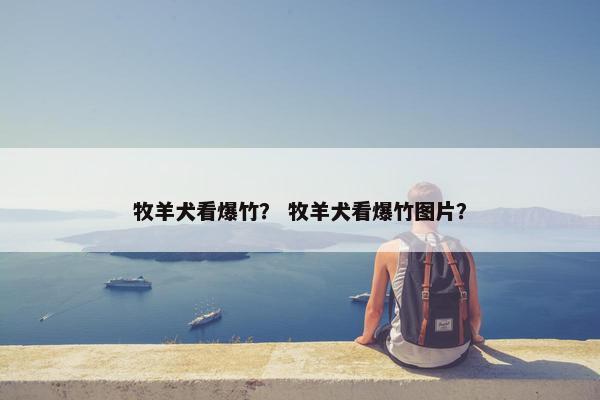 牧羊犬看爆竹？ 牧羊犬看爆竹图片？