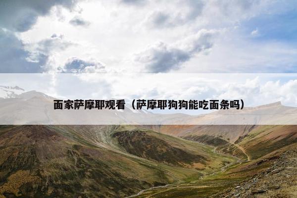 面家萨摩耶观看（萨摩耶狗狗能吃面条吗）