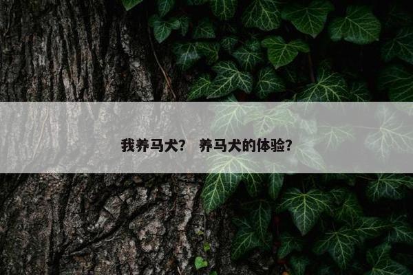 我养马犬？ 养马犬的体验？