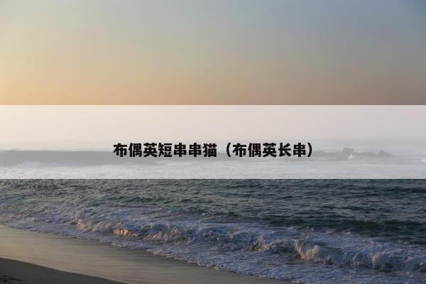 布偶英短串串猫（布偶英长串）