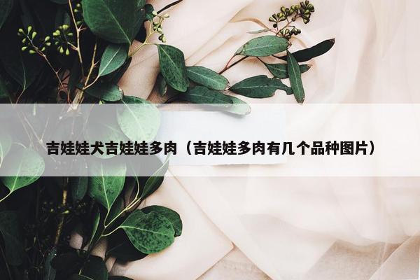 吉娃娃犬吉娃娃多肉（吉娃娃多肉有几个品种图片）