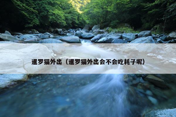 暹罗猫外出（暹罗猫外出会不会吃耗子呢）