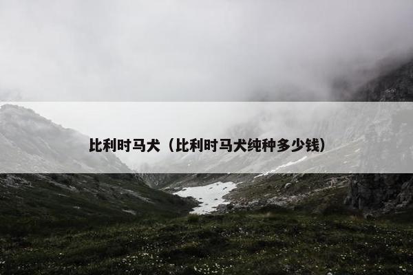 比利时马犬（比利时马犬纯种多少钱）