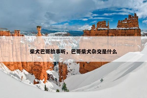 柴犬巴哥故事听，巴哥柴犬杂交是什么