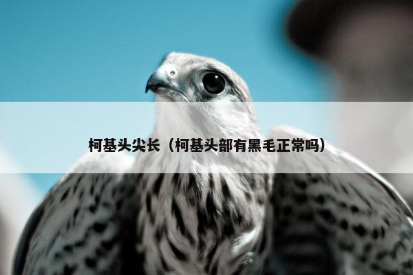 柯基头尖长（柯基头部有黑毛正常吗）