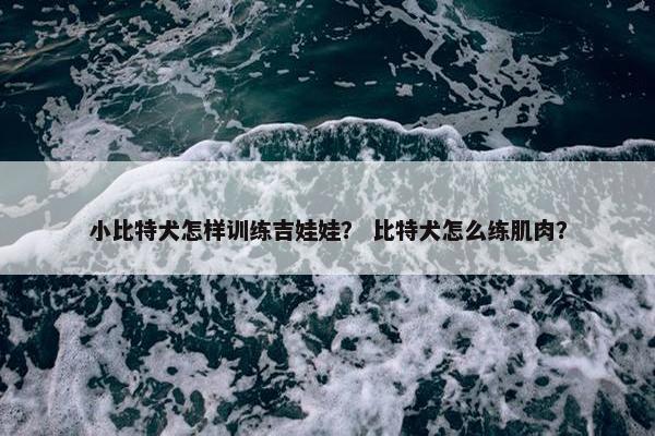 小比特犬怎样训练吉娃娃？ 比特犬怎么练肌肉？