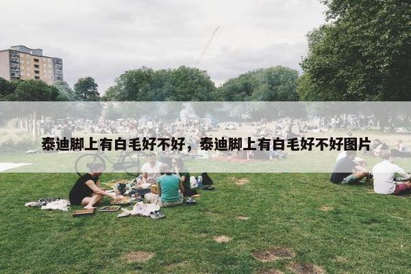 泰迪脚上有白毛好不好，泰迪脚上有白毛好不好图片