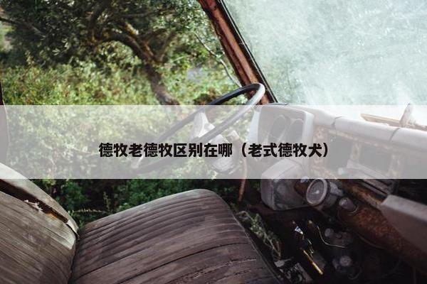 德牧老德牧区别在哪（老式德牧犬）