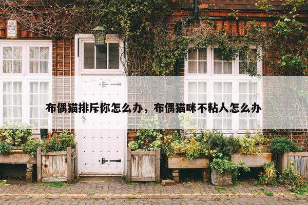 布偶猫排斥你怎么办，布偶猫咪不粘人怎么办