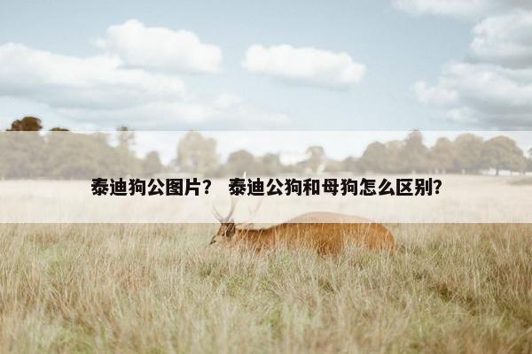 泰迪狗公图片？ 泰迪公狗和母狗怎么区别？