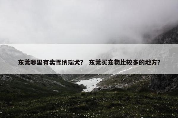 东莞哪里有卖雪纳瑞犬？ 东莞买宠物比较多的地方？
