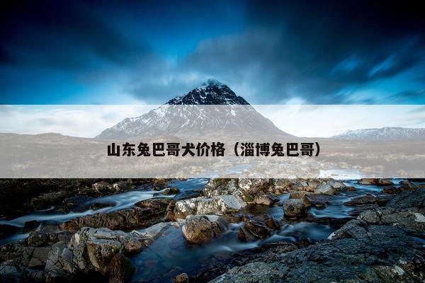 山东兔巴哥犬价格（淄博兔巴哥）