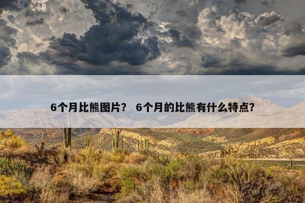 6个月比熊图片？ 6个月的比熊有什么特点？
