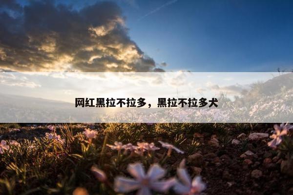 网红黑拉不拉多，黑拉不拉多犬