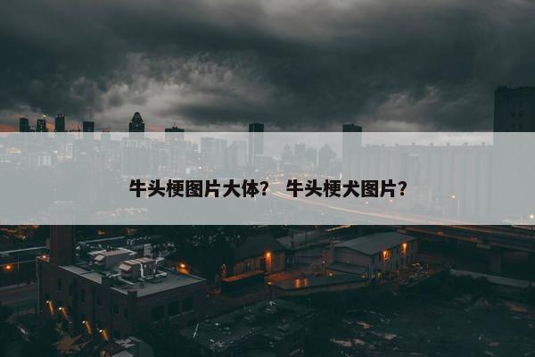 牛头梗图片大体？ 牛头梗犬图片？