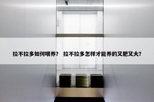 拉不拉多如何喂养？ 拉不拉多怎样才能养的又肥又大？
