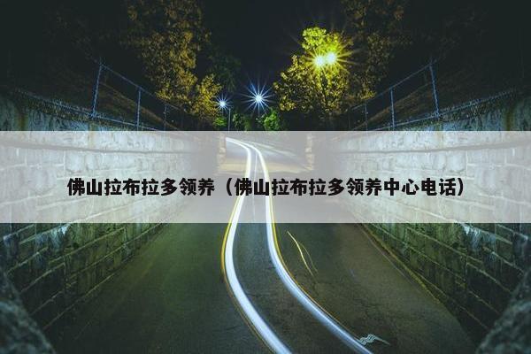佛山拉布拉多领养（佛山拉布拉多领养中心电话）