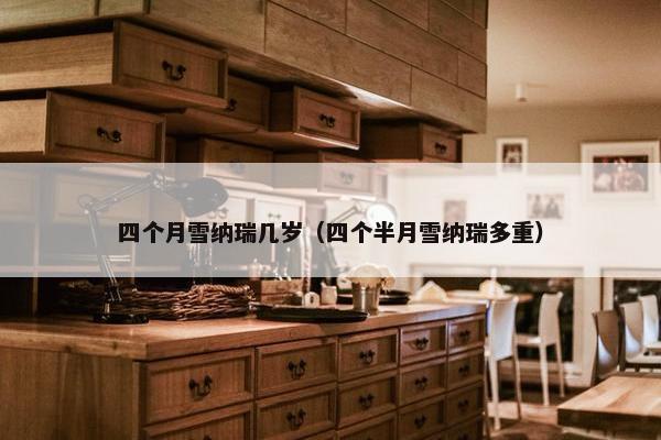 四个月雪纳瑞几岁（四个半月雪纳瑞多重）