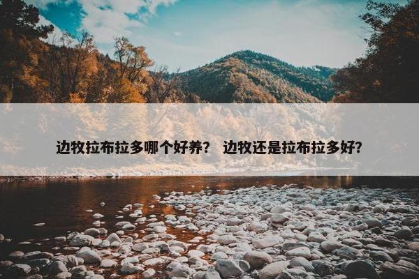 边牧拉布拉多哪个好养？ 边牧还是拉布拉多好？