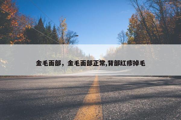 金毛面部，金毛面部正常,背部红疹掉毛