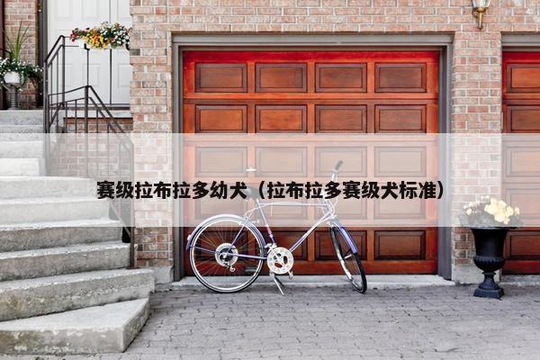 赛级拉布拉多幼犬（拉布拉多赛级犬标准）