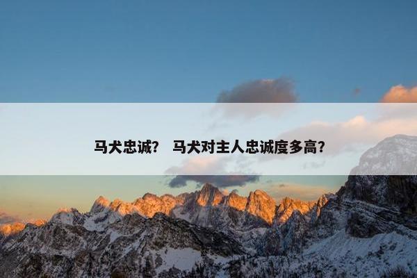 马犬忠诚？ 马犬对主人忠诚度多高？