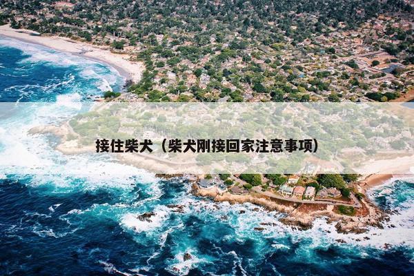 接住柴犬（柴犬刚接回家注意事项）
