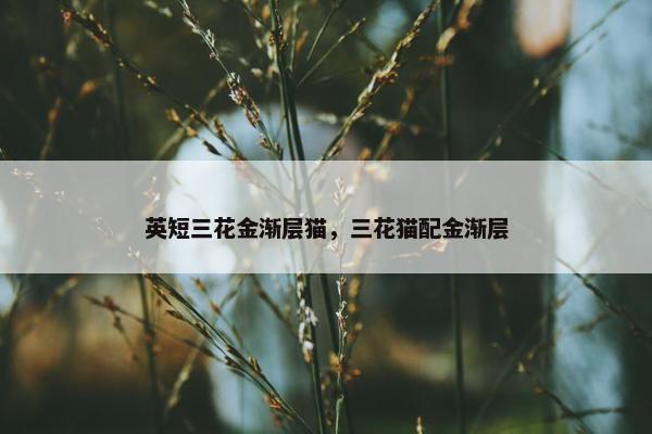 英短三花金渐层猫，三花猫配金渐层