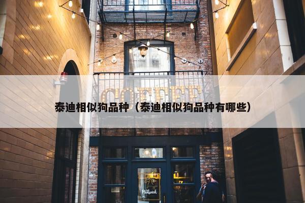 泰迪相似狗品种（泰迪相似狗品种有哪些）