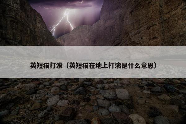 英短猫打滚（英短猫在地上打滚是什么意思）