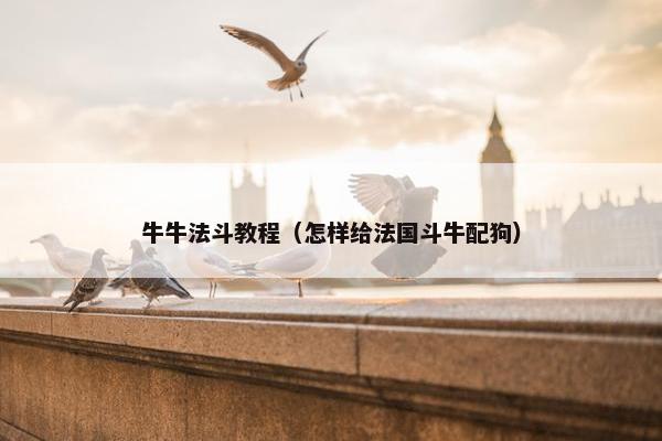 牛牛法斗教程（怎样给法国斗牛配狗）