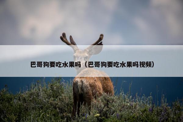 巴哥狗要吃水果吗（巴哥狗要吃水果吗视频）