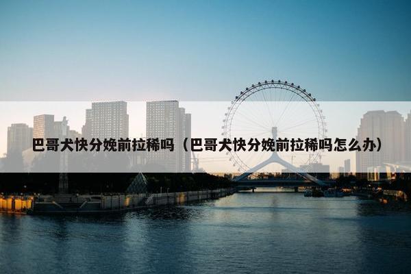 巴哥犬快分娩前拉稀吗（巴哥犬快分娩前拉稀吗怎么办）