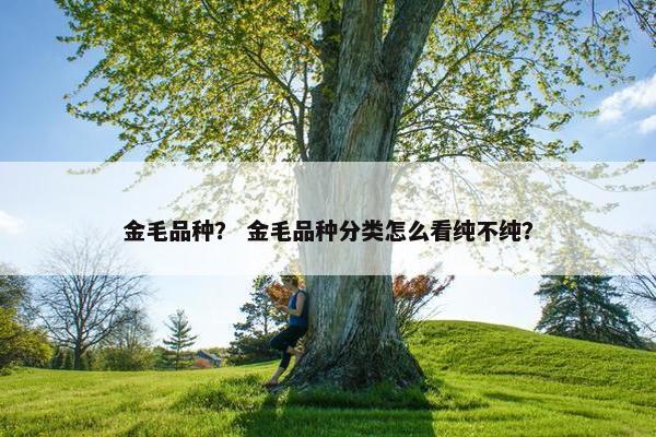 金毛品种？ 金毛品种分类怎么看纯不纯？