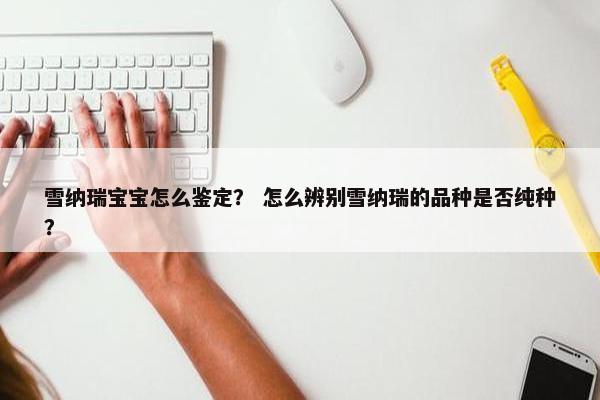雪纳瑞宝宝怎么鉴定？ 怎么辨别雪纳瑞的品种是否纯种？