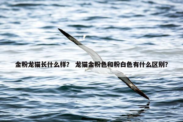 金粉龙猫长什么样？ 龙猫金粉色和粉白色有什么区别？