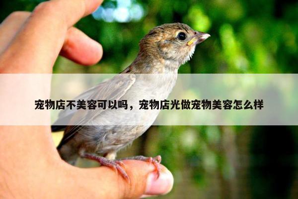 宠物店不美容可以吗，宠物店光做宠物美容怎么样