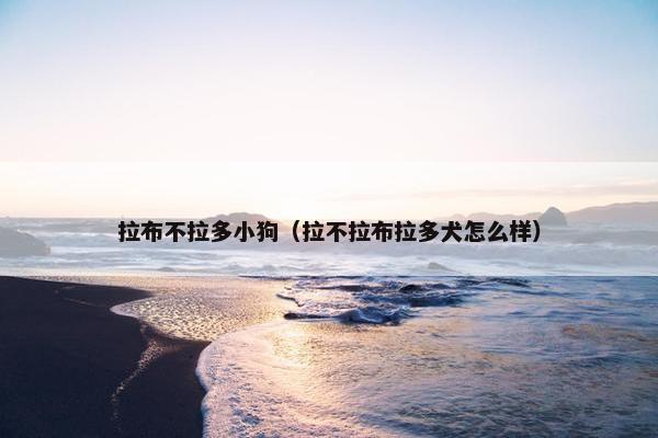拉布不拉多小狗（拉不拉布拉多犬怎么样）