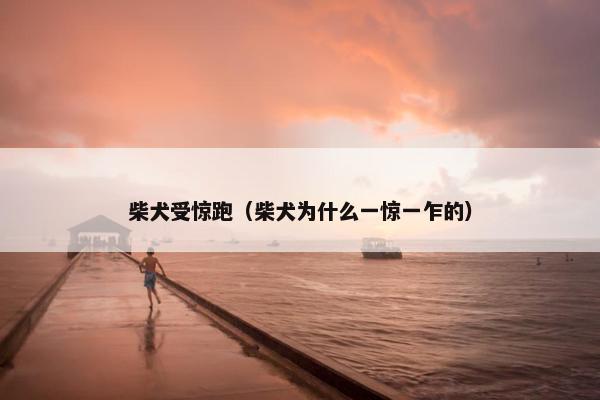 柴犬受惊跑（柴犬为什么一惊一乍的）