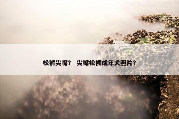 松狮尖嘴？ 尖嘴松狮成年犬照片？