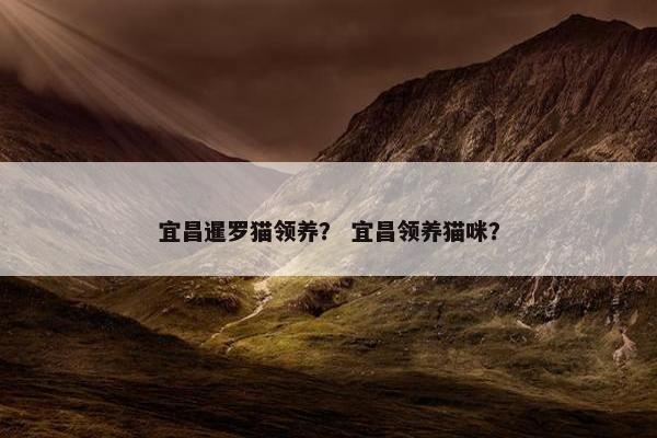 宜昌暹罗猫领养？ 宜昌领养猫咪？