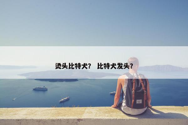 烫头比特犬？ 比特犬发头？