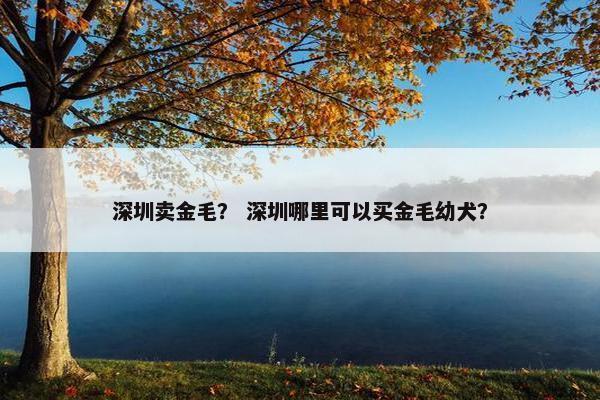 深圳卖金毛？ 深圳哪里可以买金毛幼犬？