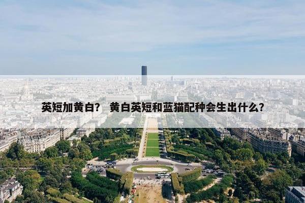 英短加黄白？ 黄白英短和蓝猫配种会生出什么？