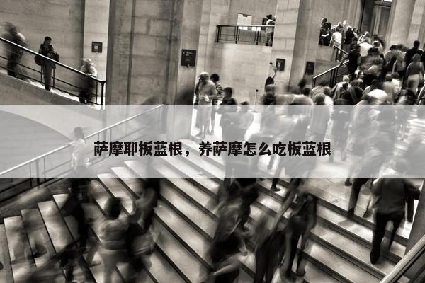 萨摩耶板蓝根，养萨摩怎么吃板蓝根