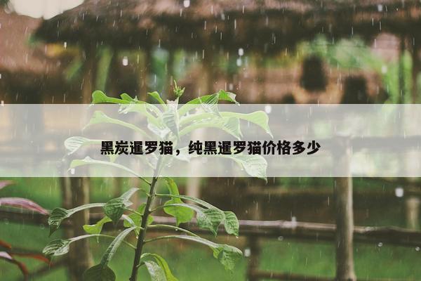 黑炭暹罗猫，纯黑暹罗猫价格多少