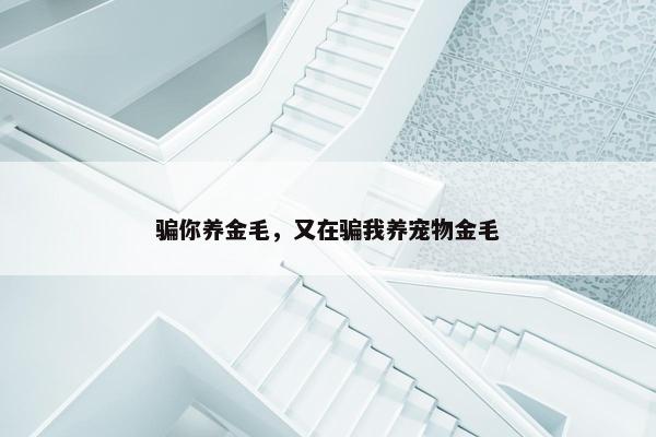 骗你养金毛，又在骗我养宠物金毛