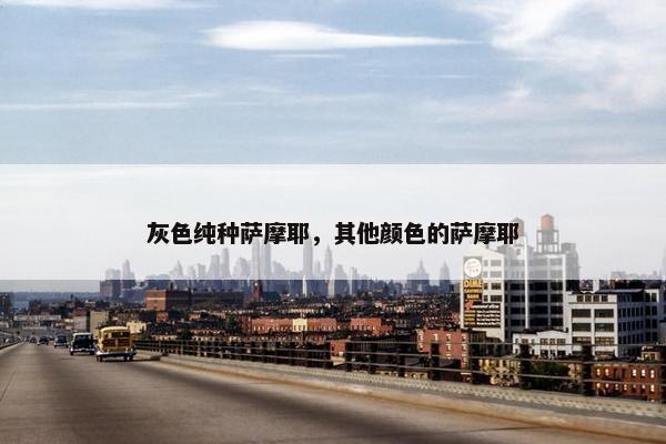 灰色纯种萨摩耶，其他颜色的萨摩耶